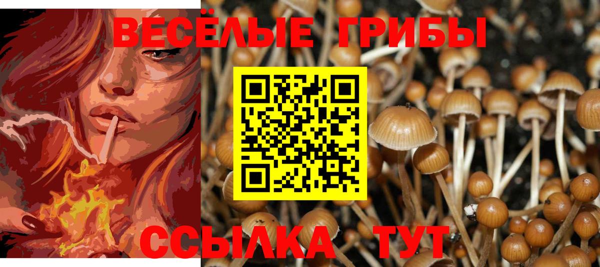 Галлюциногенные грибы GOLDEN TEACHER  Вход с VPN  Алатырь  Галлюциногенные грибы Psilocybe 